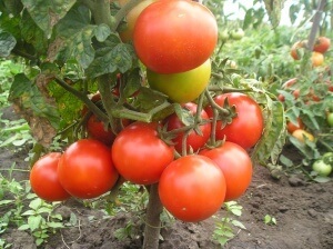 Soiuri de tomate recoltate pentru pregătirea solului pentru plantare