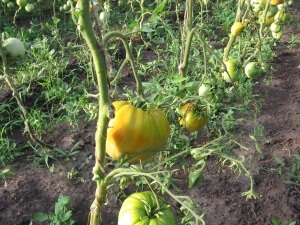 Врожайні сорти томатів для відкритого грунту підготовка до посадки