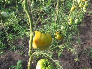 Soiuri de tomate recoltate pentru pregătirea solului pentru plantare