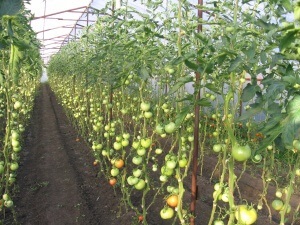 Soiuri de tomate recoltate pentru pregătirea solului pentru plantare