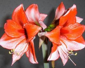 Ai grijă de Amaryllis acasă