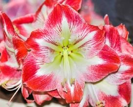 Ai grijă de Amaryllis acasă