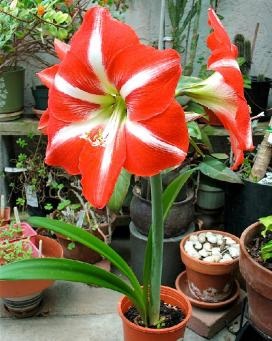 Ai grijă de Amaryllis acasă