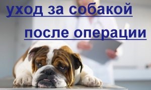 Догляд за собакою після операції