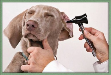 Догляд за вухами собаки, Зоосвіт