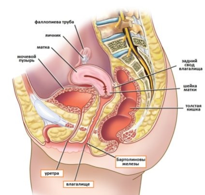 Uzi mic pelvis la femei care arată