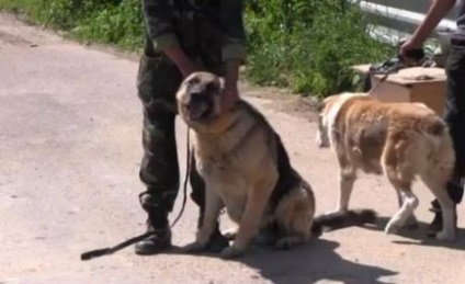 Veteran FSB eladott egy lakást, hogy építsenek egy menedéket az őr kutyák - a forrása a jó (szolgáltatás) Veteran FSB eladott egy lakást, hogy építsenek egy menedéket munkakutyák - a forrása a jó
