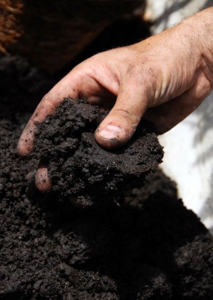 Alegerea solului negru pentru ameliorarea solului