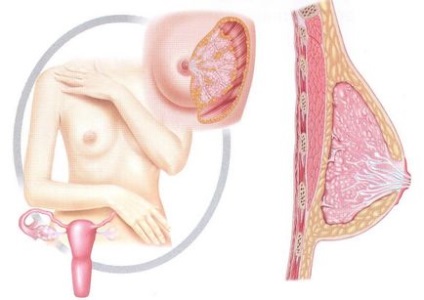 Tipuri de mastopatie a glandelor mamare clasificarea bolilor