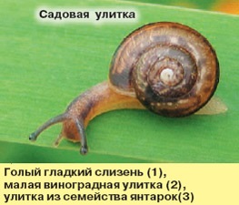 Típusai csigák és hogyan foglalkozik velük (csigák) Típusai csigák és módon ellenük