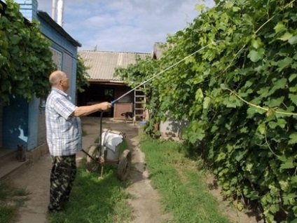 Struguri Rizamat - o descriere a varietății, aspectului și fotografiei rizamatei de la grațios, de neegalat,