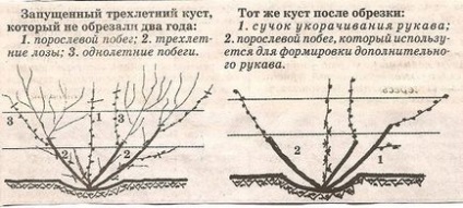 Виноград різамат - опис сорту, зовнішній вигляд і фото різамата благодатного, незрівнянного,