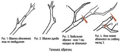 Struguri Rizamat - o descriere a varietății, aspectului și fotografiei rizamatei de la grațios, de neegalat,