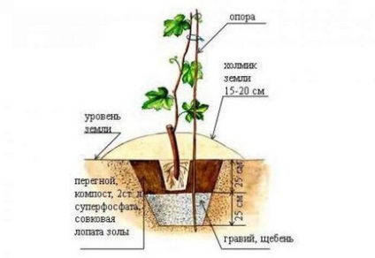 Виноград різамат селекція, опис, посадка і догляд, гідності, відгуки, фото, відео