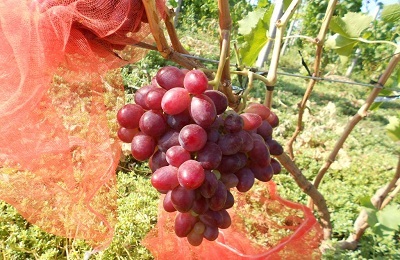 Виноград різамат характеристика та опис сорту, посадка і догляд
