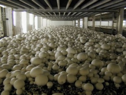 Cultivarea ciupercilor într-o seră cum să crească, ciuperci albe, ciuperci, ciuperci, fotografii, video