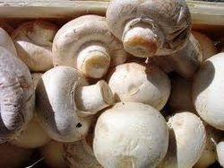 Вирощування грибів в теплиці як вирощувати, білі, гливи, печериці, фото, відео