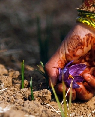 Cultivarea de crocus (șofran) în grădină