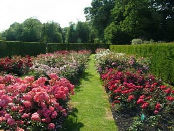 Вирощування садових троянд (65 фото) опис, види, сорти, правила і терміни посадки, особливості