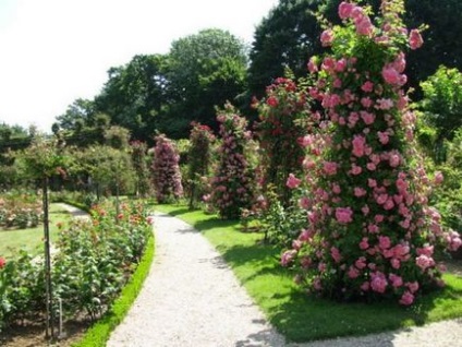 Вирощування садових троянд (65 фото) опис, види, сорти, правила і терміни посадки, особливості
