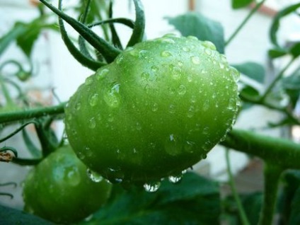 Cultivarea tomatelor într-o seră