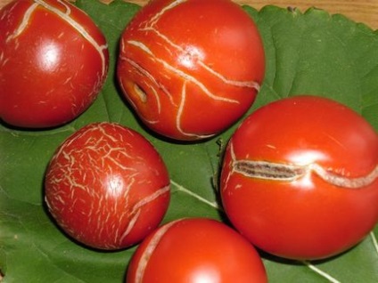 Cultivarea tomatelor într-o seră