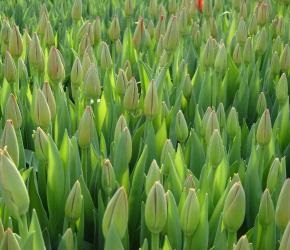 Вирощування тюльпанів в теплиці - сучасні способи і їх особливості