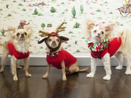 Îmbrăcați hainele amuzante de Anul Nou de animale de companie, Marie Claire