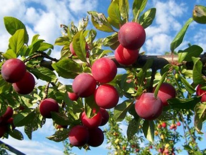 Cherry, cireș și prune - grădină centru solar, екатеринбург