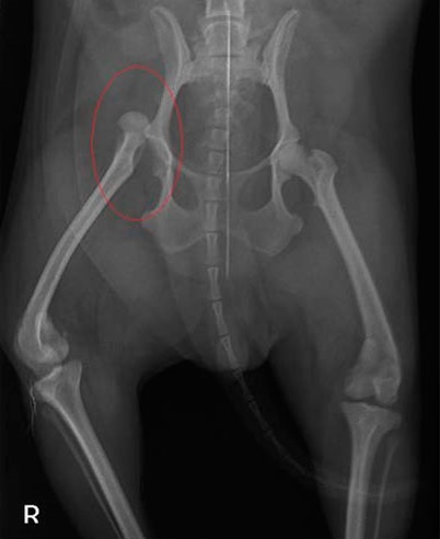 Вивих тазостегнового суглоба у собак і кішок (coxofemoral luxation)