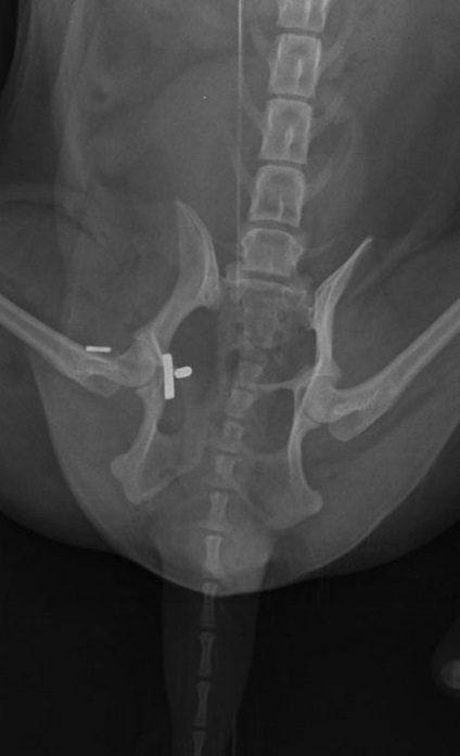 Dislocarea articulației șoldului la câini și pisici (luxație coxofemorală)