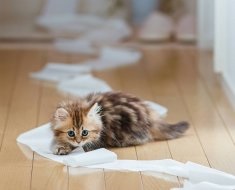 Vlasioidele la pisici au simptome, tratament și fotografii