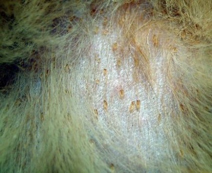 Волосоїдів у кішок симптоми, лікування і фото