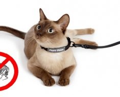 Vlasioidele la pisici au simptome, tratament și fotografii