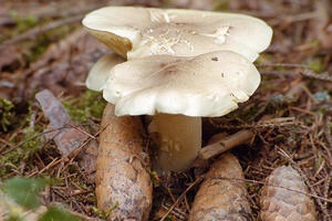 Вовнянки види і корисні властивості гриба, грибний сайт
