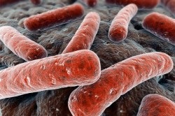 Agentul cauzator al descrierii și proprietăților tuberculozei, mycobacterium tuberculosis, tratament