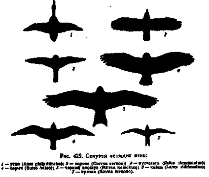 Повітряні і струмові польоти, визначення птахів, що летять по силуетах - основи зоологічних екскурсій