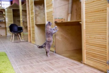 A permi megnyílt luxushotel macskáknak