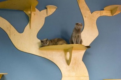 A permi megnyílt luxushotel macskáknak