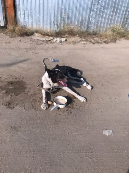 Într-o suburbie din Yakutsk, doi bărbați au legat un câine în mașină și au tras de-a lungul drumului