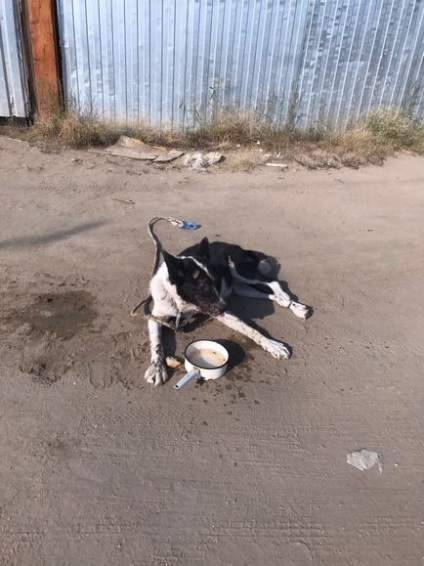 Într-o suburbie din Yakutsk, doi bărbați au legat un câine în mașină și au tras de-a lungul drumului