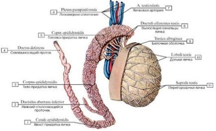 Medicii urologi andrologi ai Clinicii Altravita