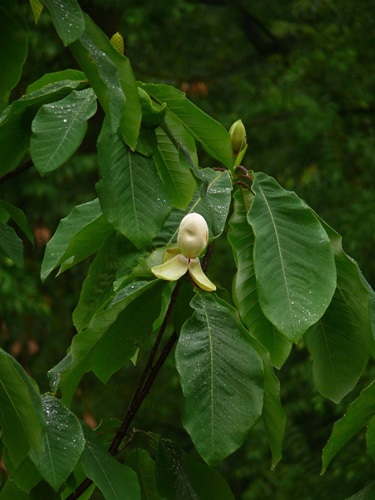 Tot ce trebuie să știți despre plantarea și îngrijirea magnoliei