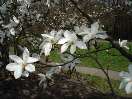 Tot ce trebuie să știți despre plantarea și îngrijirea magnoliei