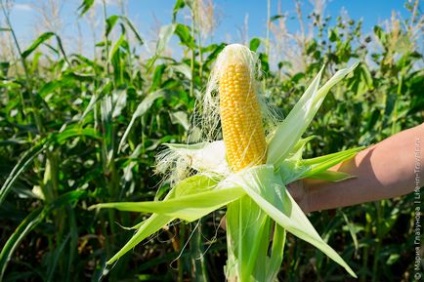 Вся правда про кукурудзу, завод bonduelle і сьогодення кубанське гостинність