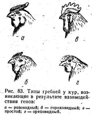 взаємодія генів