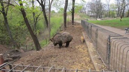 Kharkiv Zoo - Zoo din Kharkov 2016 - descrierea Zoo-ului din Kharkov