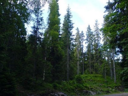 Pădurile de conifere - descriere, semnificație, protecție ~