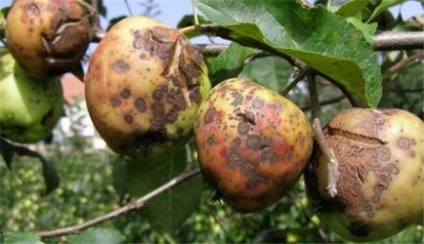 Яблука гниють на дереві причини і методи лікування захворювань