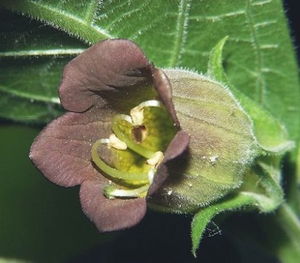 Bomboane de fructe de padure toxice